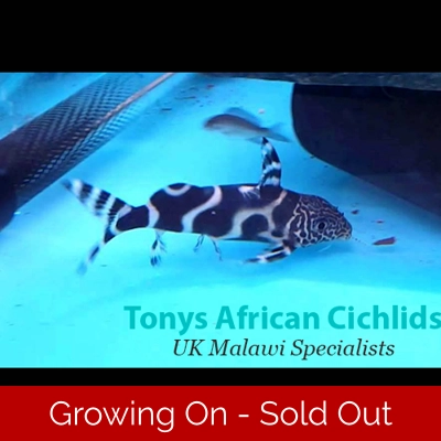 1 x Synodontis Zebra 5-7cm